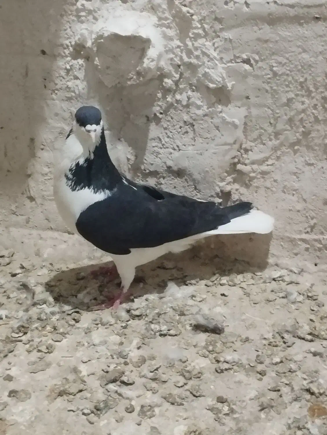 کبوتر پرشی|پرنده|اسفرورین, |دیوار