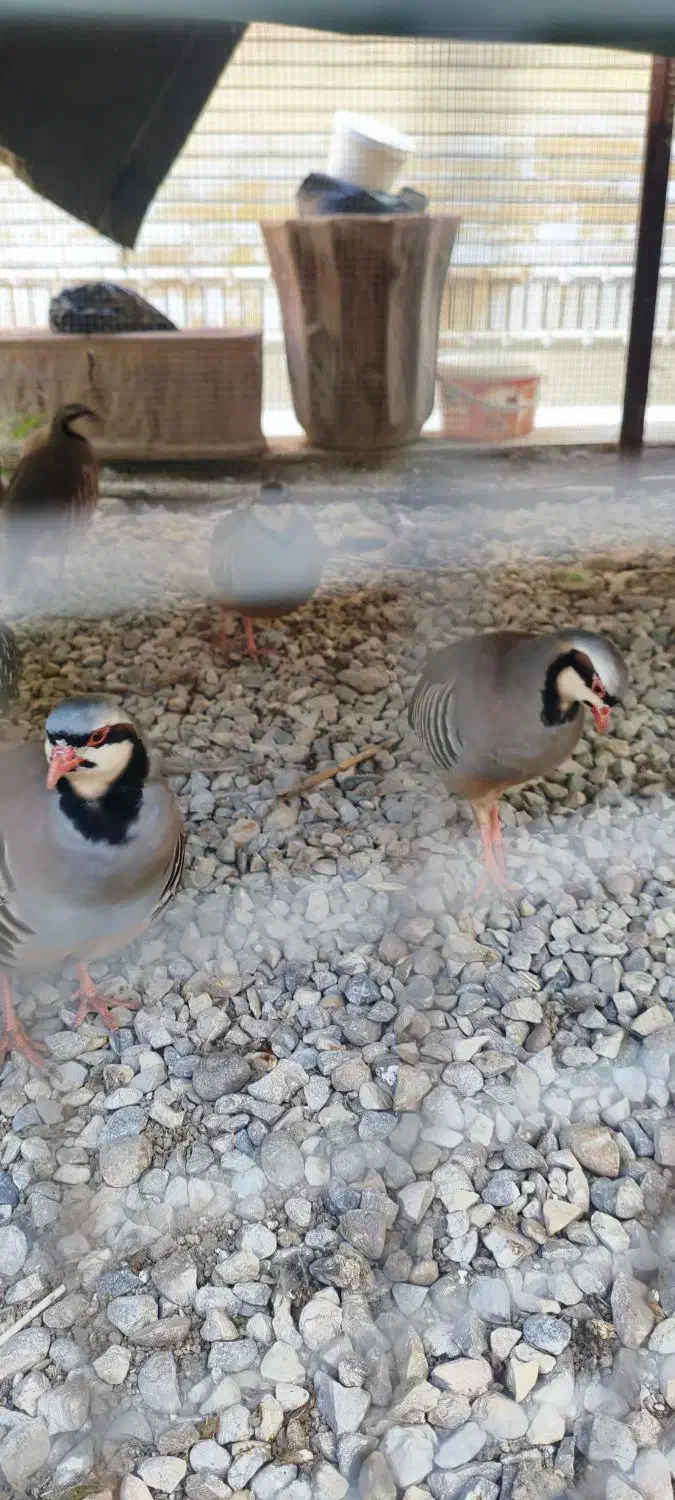 پرنده|پرنده|هندیجان, |دیوار