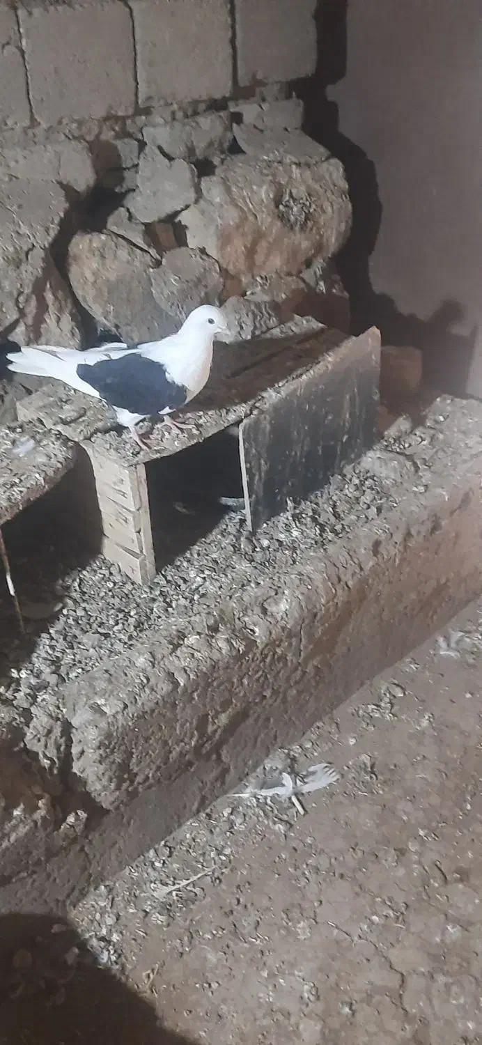 کفتر|پرنده|بوکان, |دیوار