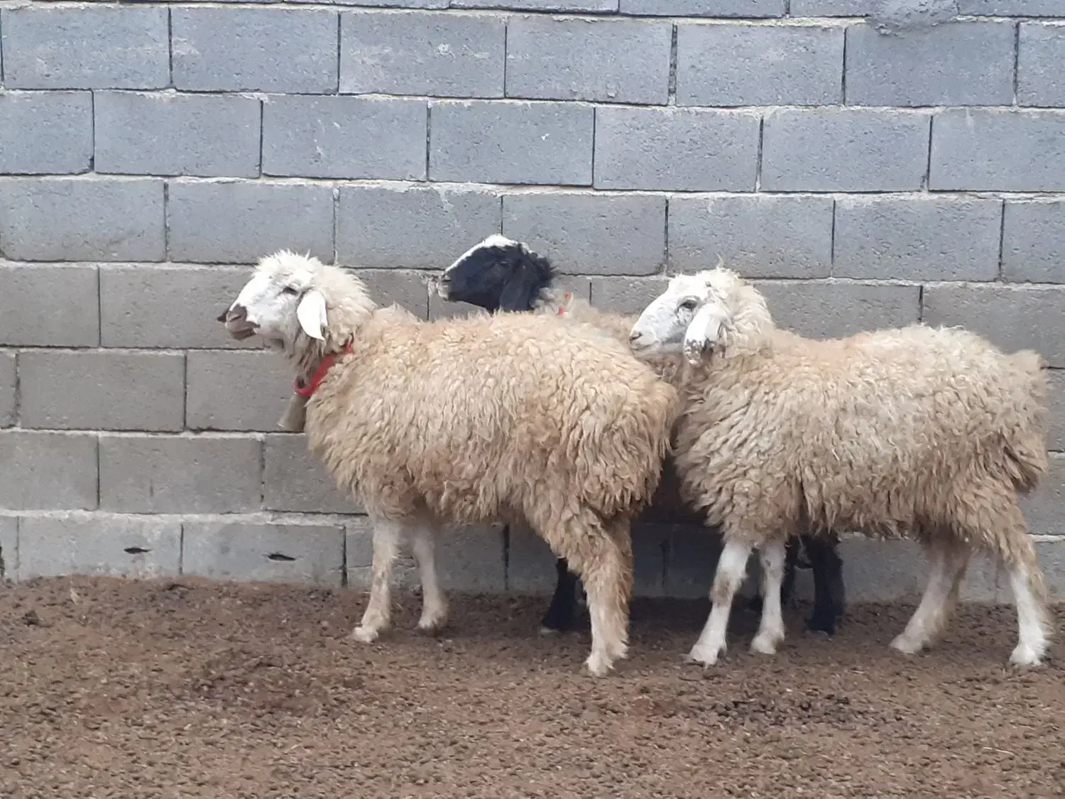 بره ماده،دوبهر،تقلی،میش،بز|حیوانات مزرعه|مبارکه, |دیوار