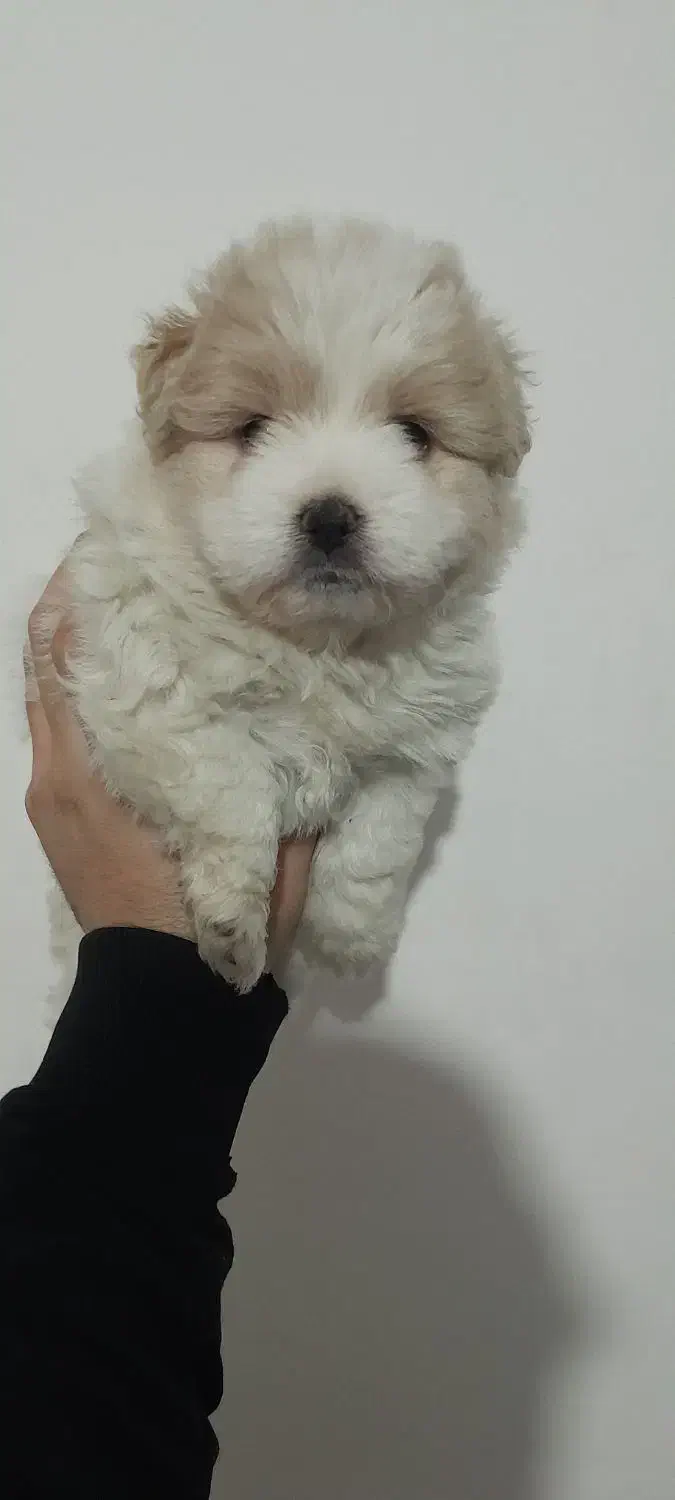 واگذاری پاکوتاه|سگ|تبریز, |دیوار