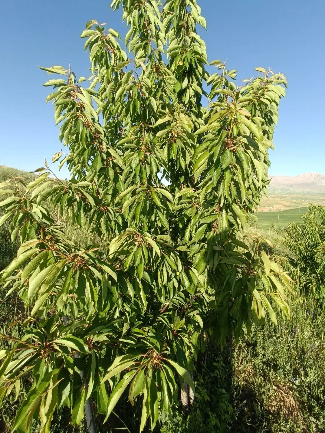 فروش درخت میوه چند ساله|گل و گیاه طبیعی|الیگودرز, |دیوار