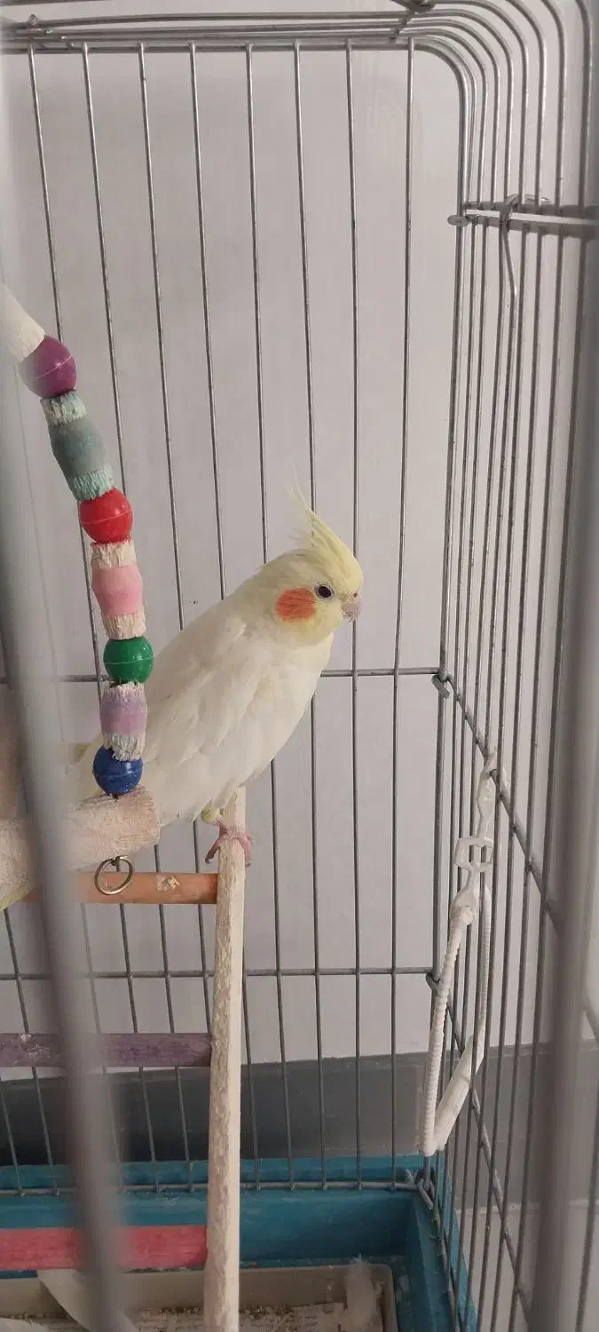 عروس هلندی|پرنده|کرج, شهرک فهمیده|دیوار