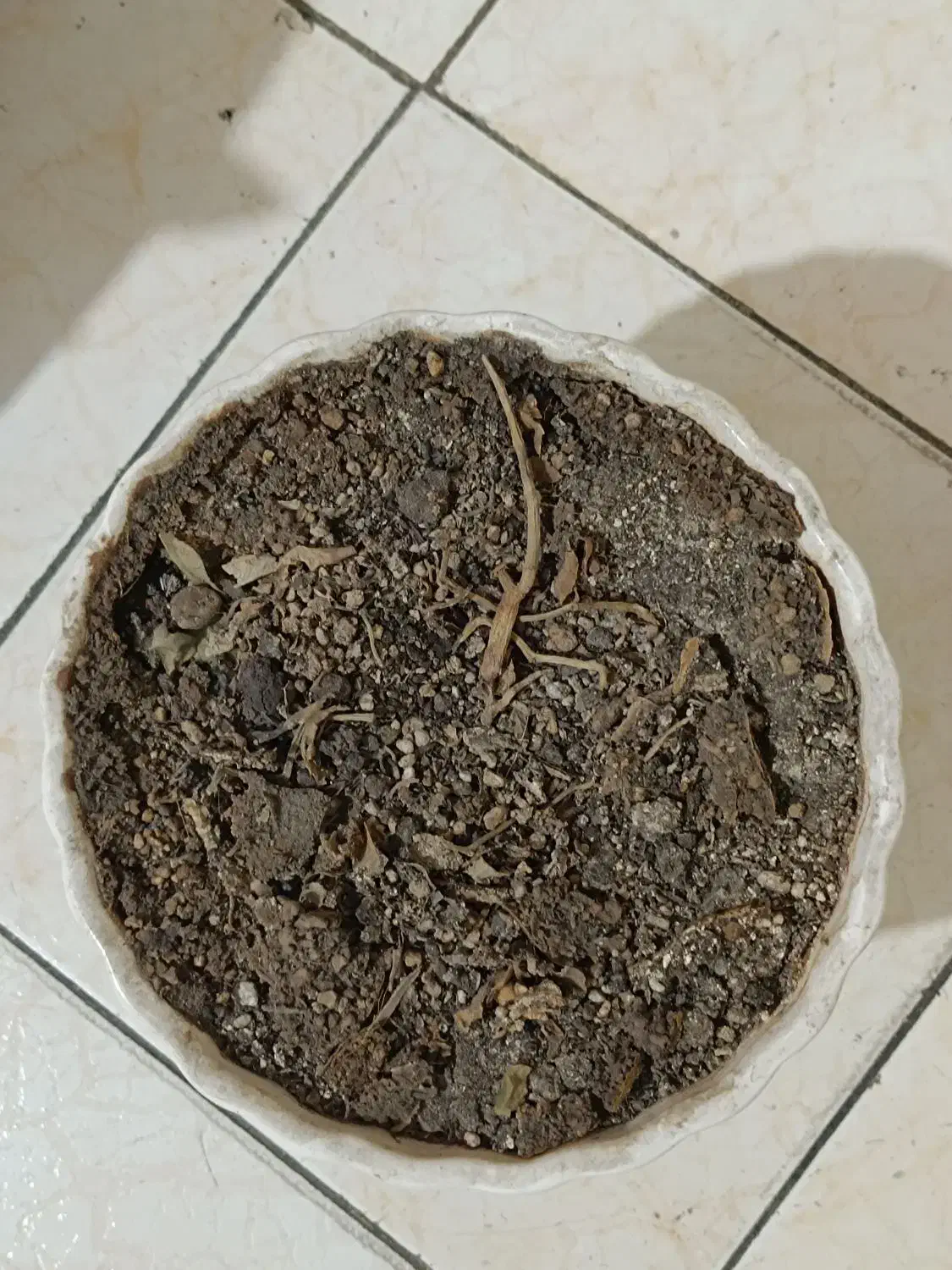 گلدان|گل و گیاه طبیعی|تهران, فردوسی|دیوار