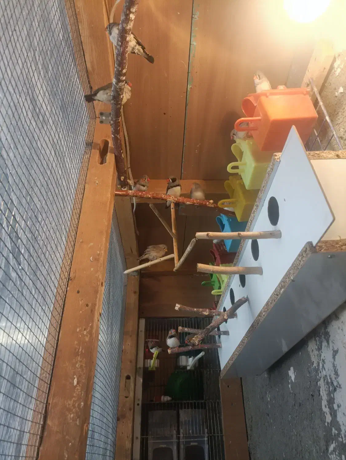 پرنده فنچ 5جفت کینگ|پرنده|تربت‌حیدریه, آسایش|دیوار