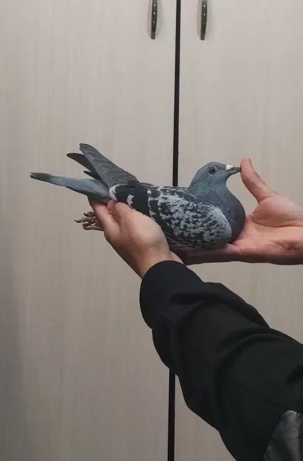 کبوتر پلاکی مسافتی|پرنده|شاهین‌شهر, عطار|دیوار