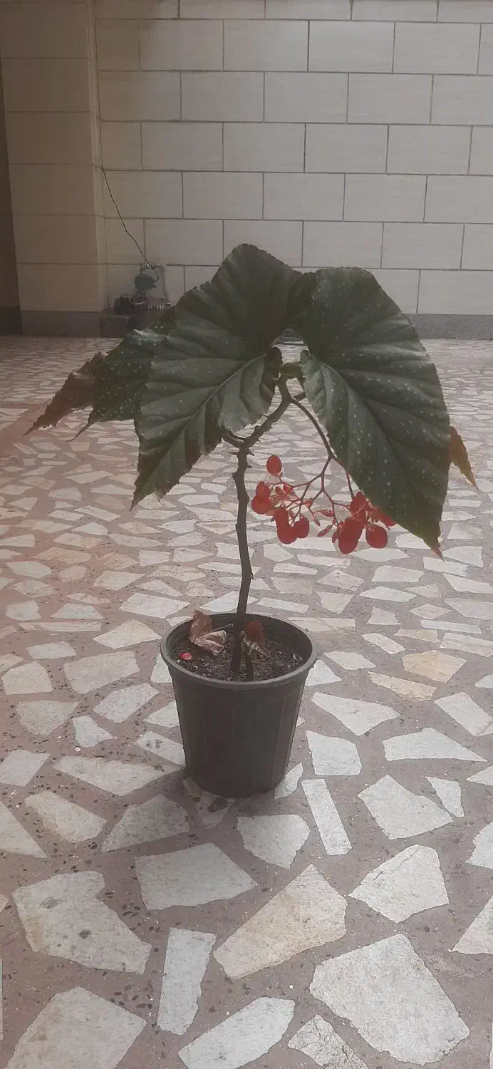 گل و گیاه|گل و گیاه طبیعی|رشت, استادسرا|دیوار