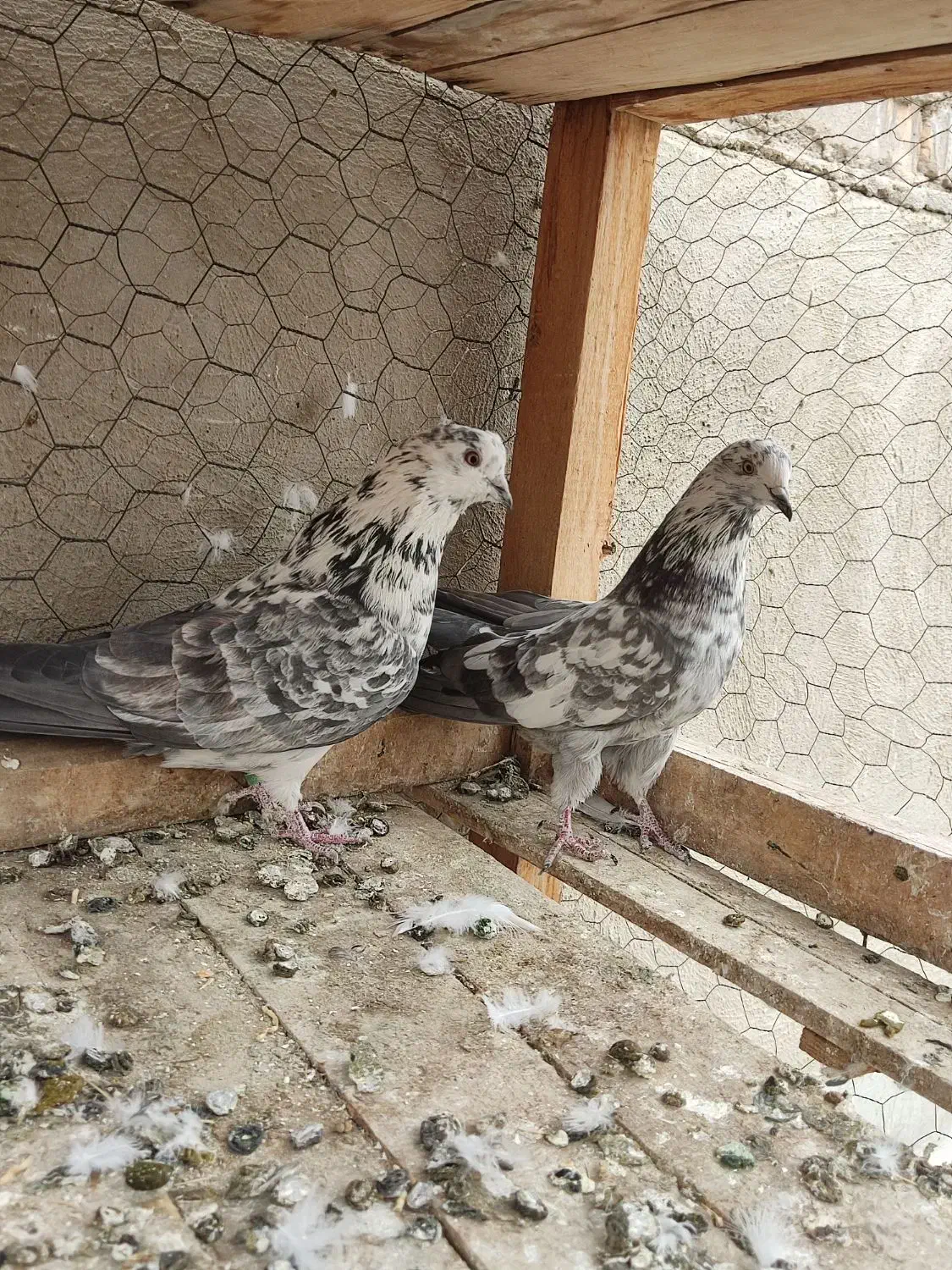 کبوتر پرشی گرگی|پرنده|شاهین‌شهر, گزبرخوار|دیوار