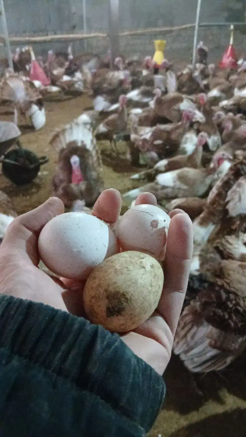 بوقلمون تخمگذار بوربون|حیوانات مزرعه|کلاشی, |دیوار