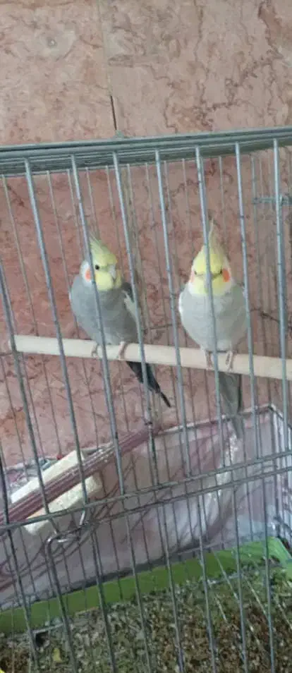 عروی هلندی|پرنده|سپیدان, |دیوار