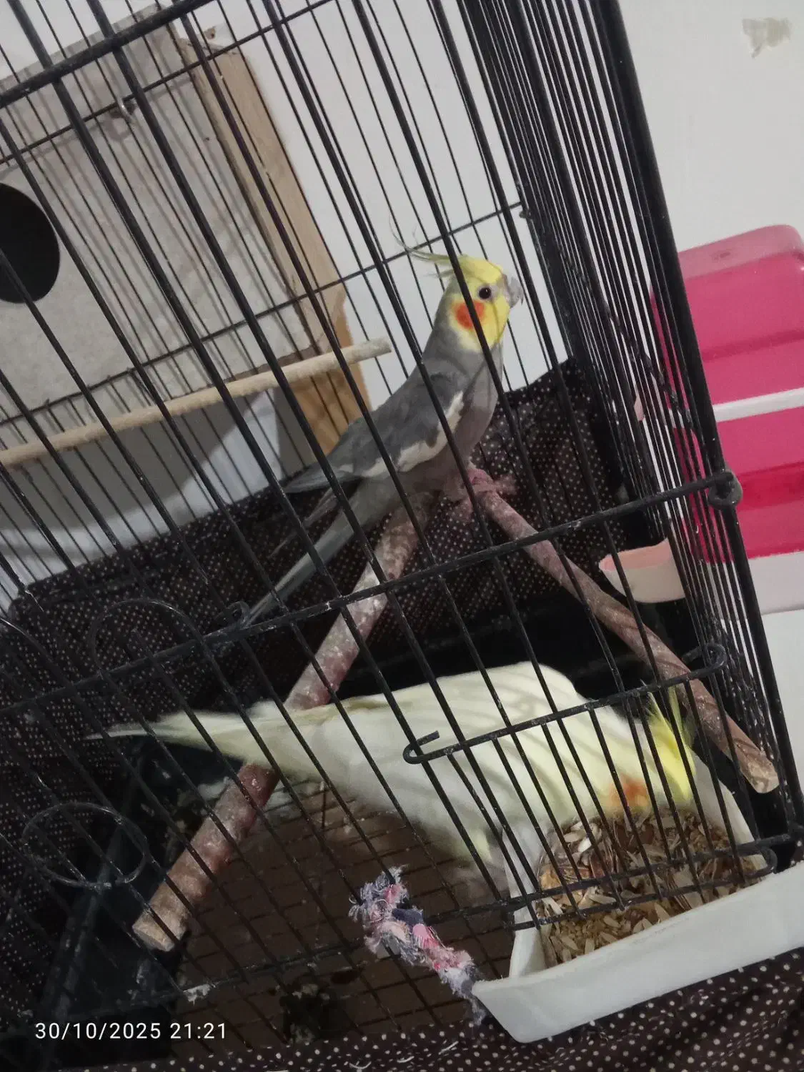 دو جفت عروس هلند سالم نر ماده|پرنده|شبستر, |دیوار