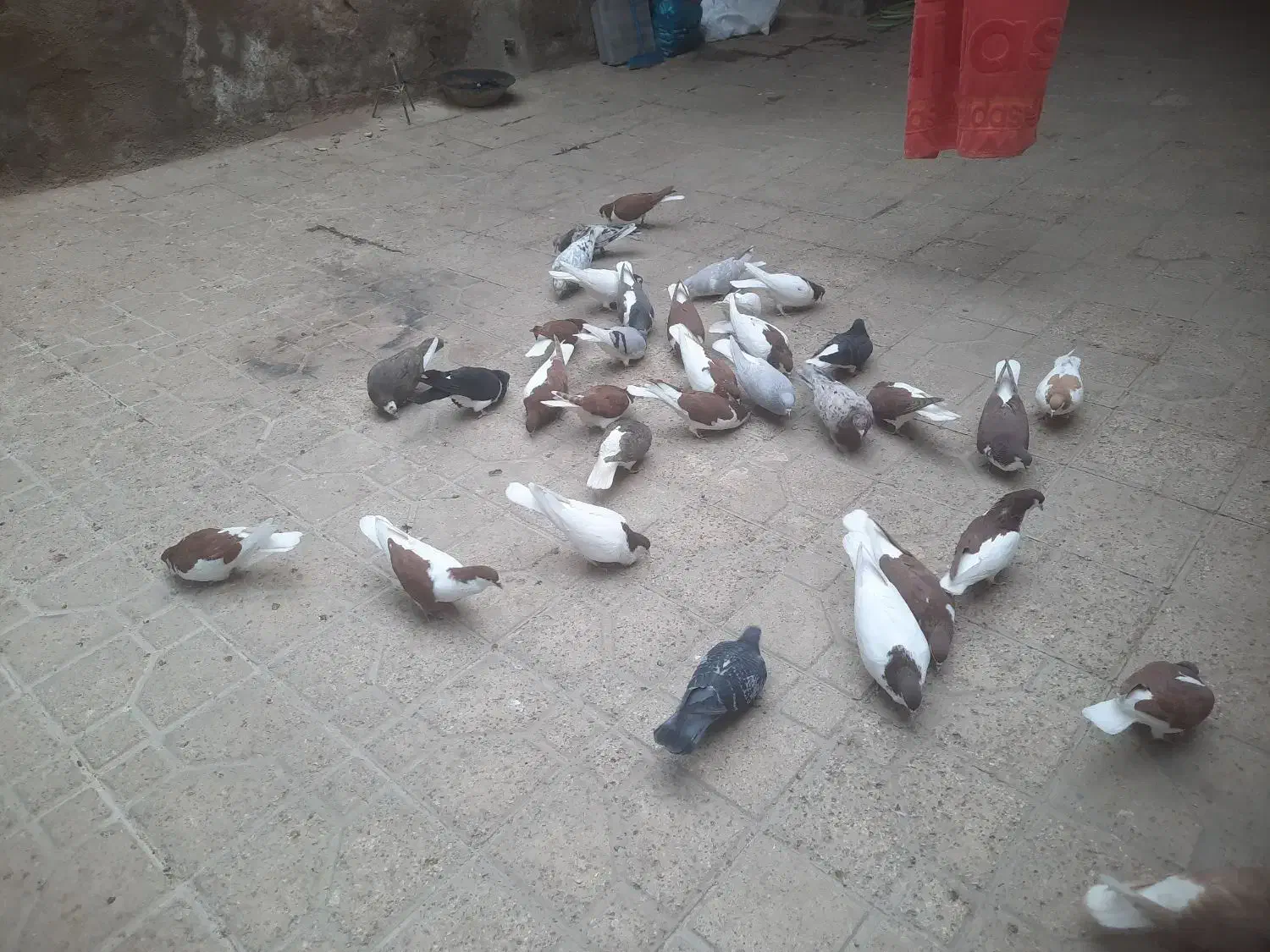 ۳۴عدد کبوتر خوشرنگ|پرنده|اقبالیه, |دیوار