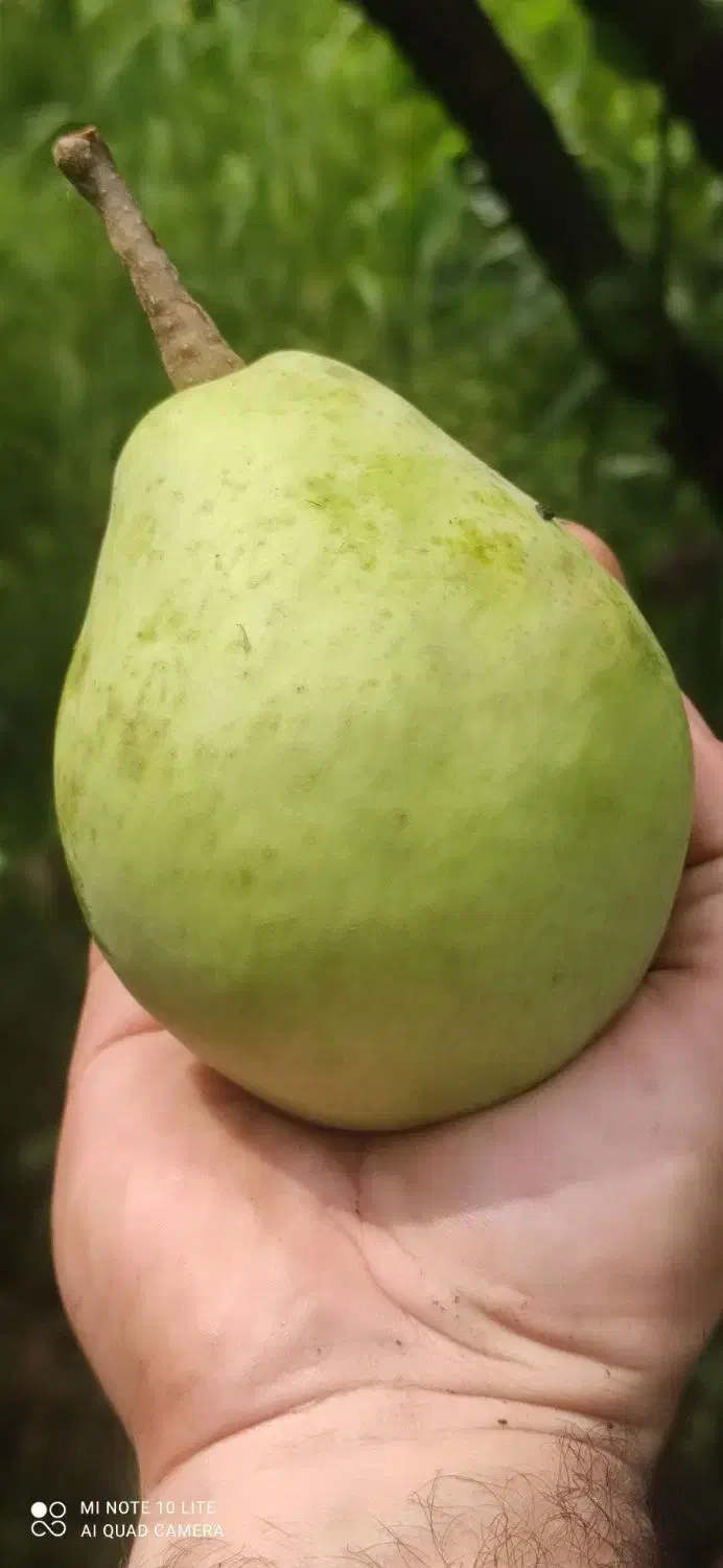 واگذاری درخت گلابی|خدمات باغبانی و درختکاری|رشت, شهرک صبا|دیوار