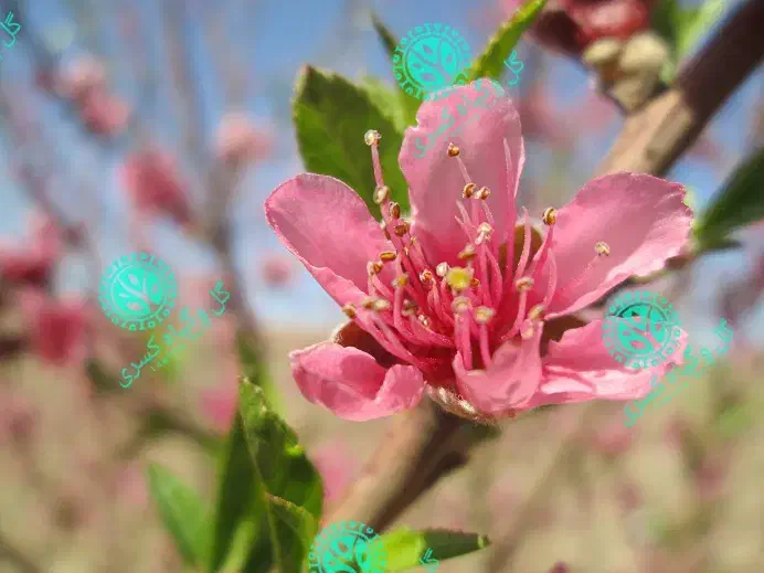 باغ بانی کسری|خدمات باغبانی و درختکاری|ورامین, ورامین|دیوار