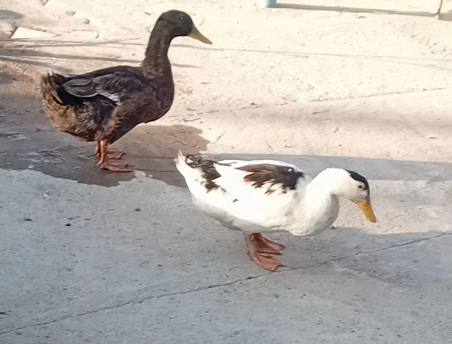 ۲. اردک نر ماملحه با کفتر|پرنده|عنبرآباد, |دیوار