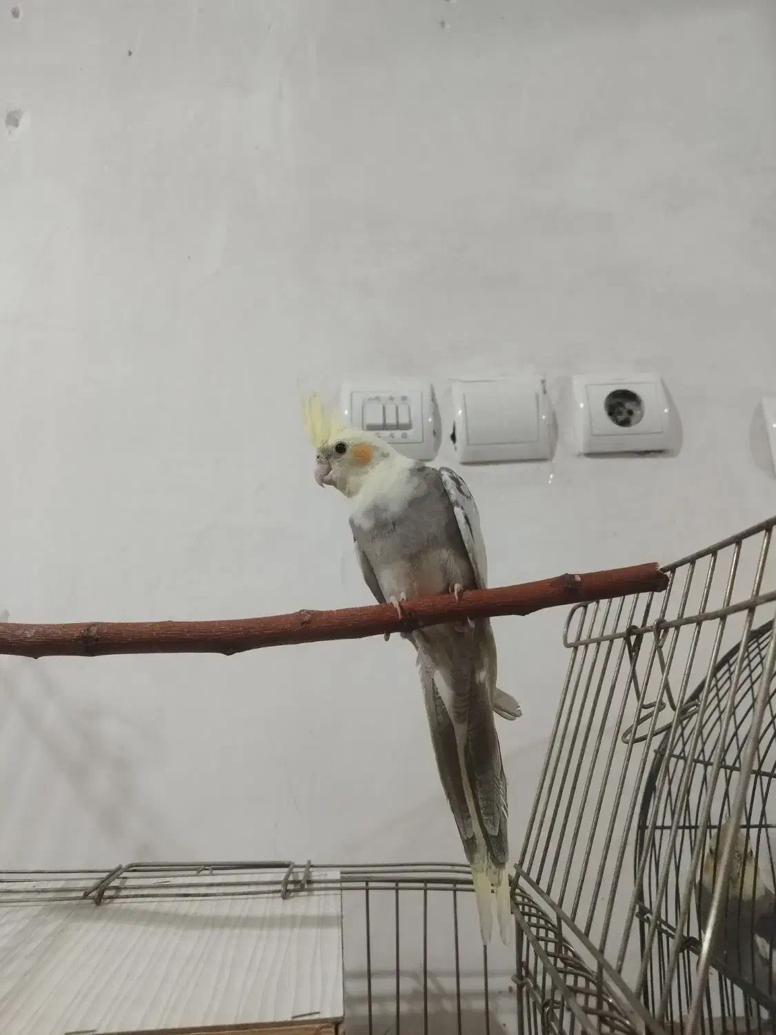 عروس هلندی نر 4 ماهه|پرنده|اسلام‌شهر, شهرک مهدیه|دیوار