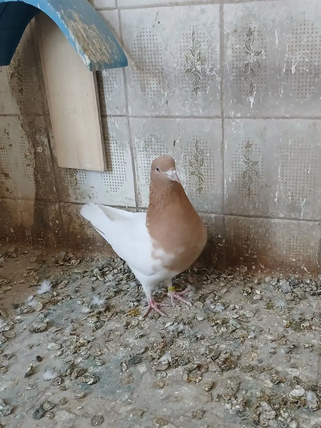 کبوتر کله ای|پرنده|عجب شیر, |دیوار