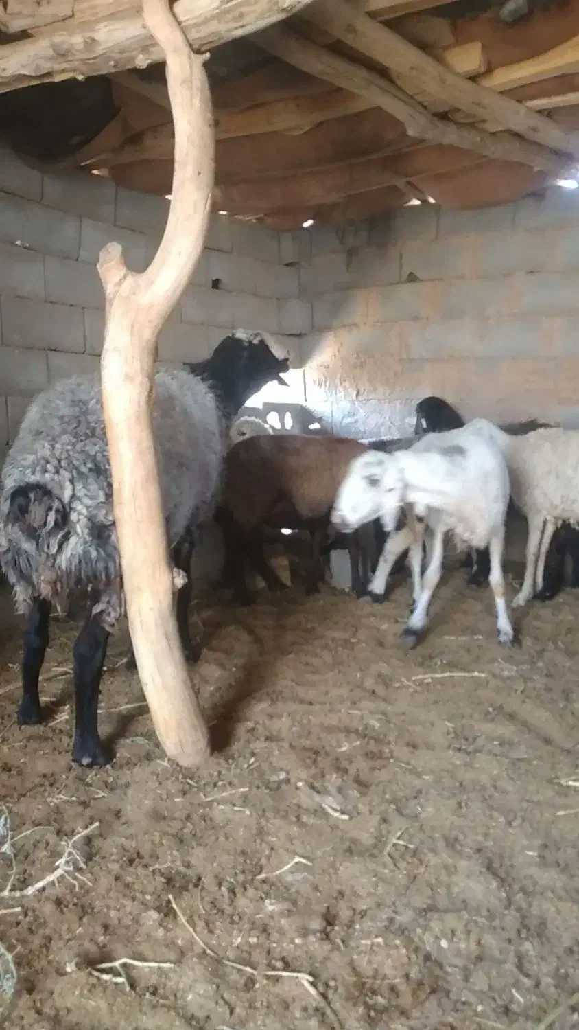 قوچ شال|حیوانات مزرعه|مهریز, |دیوار