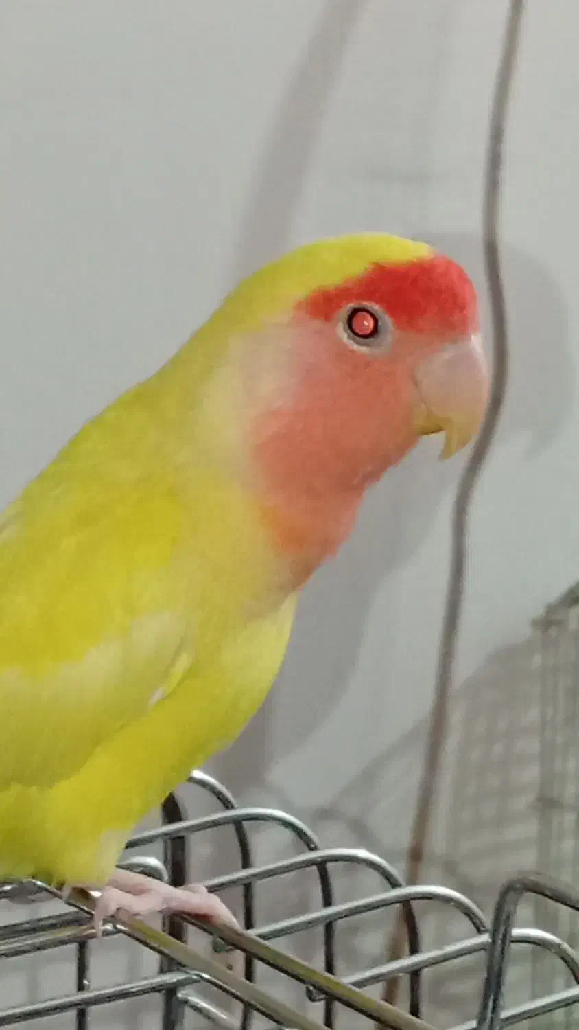 طوطی برزیلی جفت|پرنده|پردیس, فاز ۹|دیوار