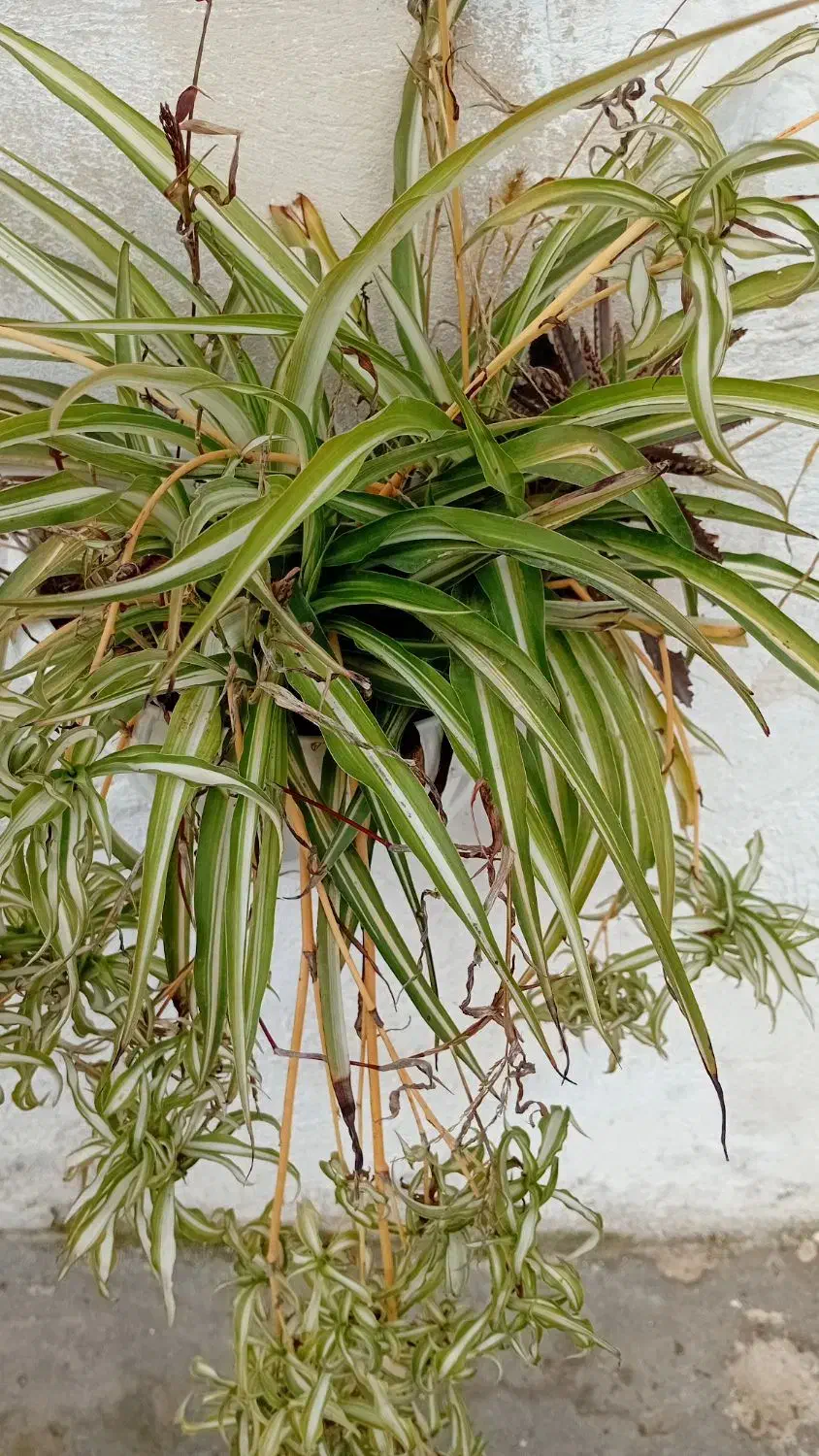 گلها و گیاهان خانگی|گل و گیاه طبیعی|لشت نشا, |دیوار