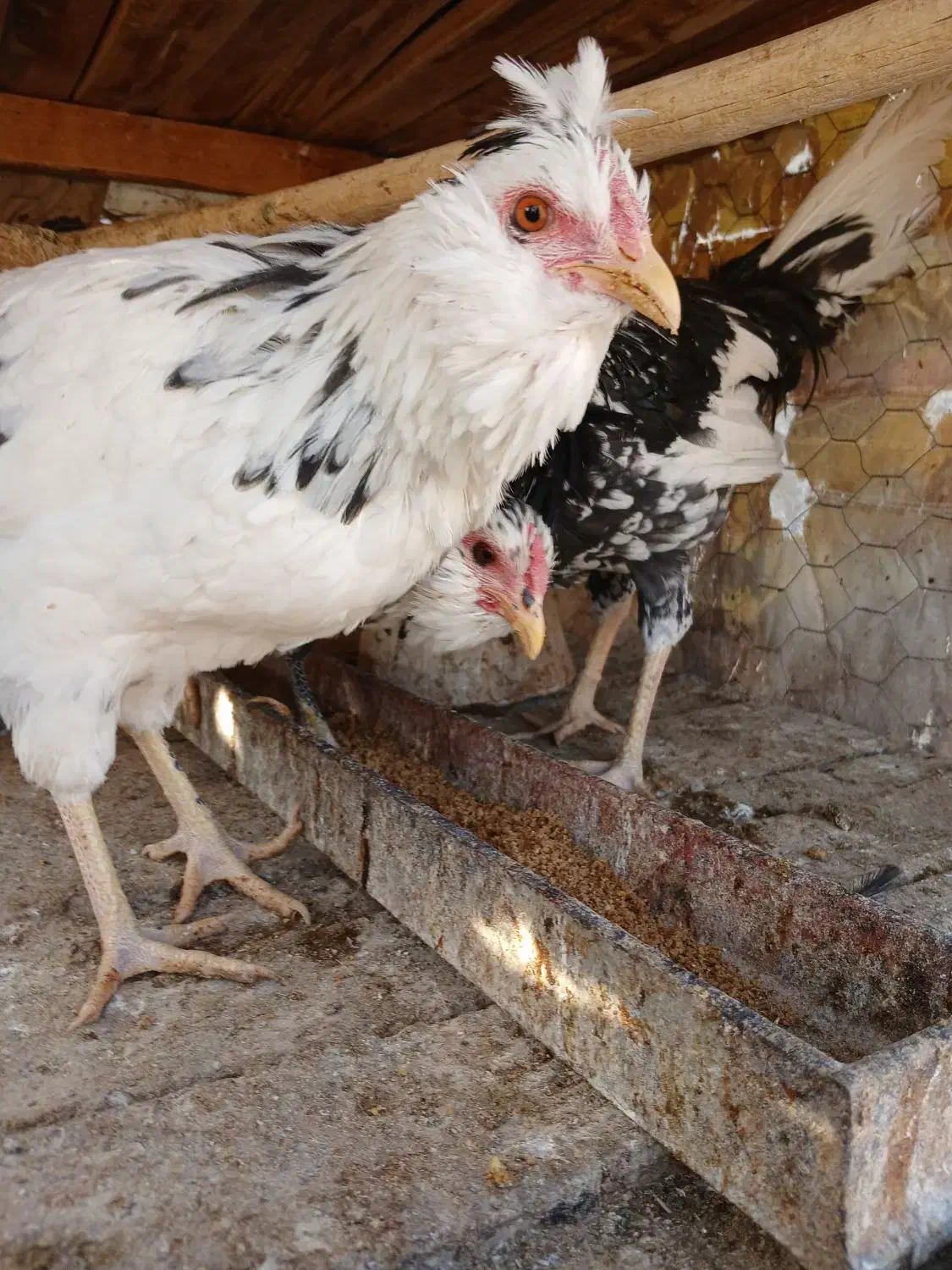 تخم مرغ نطفه دار گلین ریشی چهل تاج|حیوانات مزرعه|شاهینشهر, گزبرخوار|دیوار