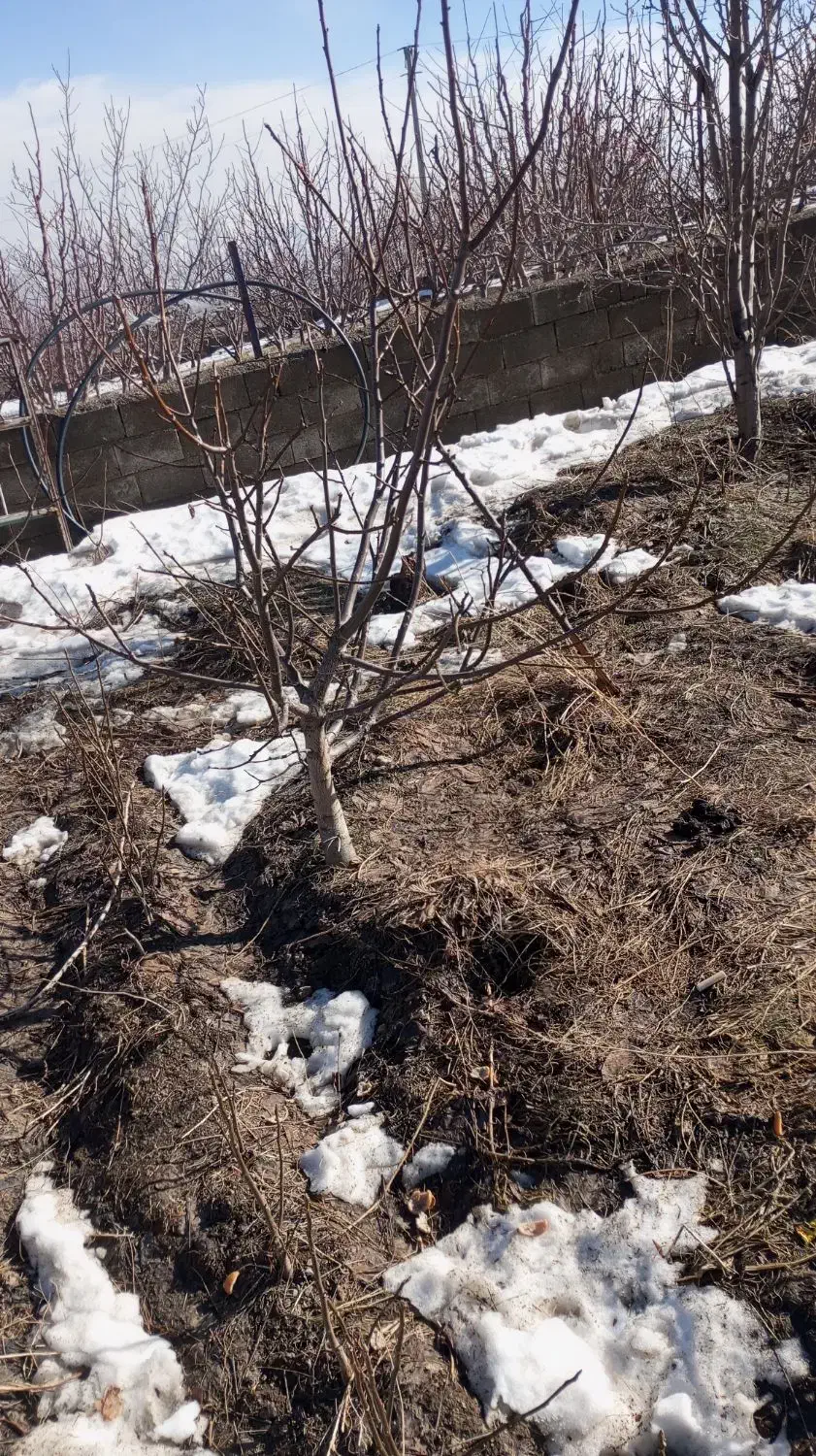 نهال گردو|خدمات باغبانی و درختکاری|سیلوانه, |دیوار