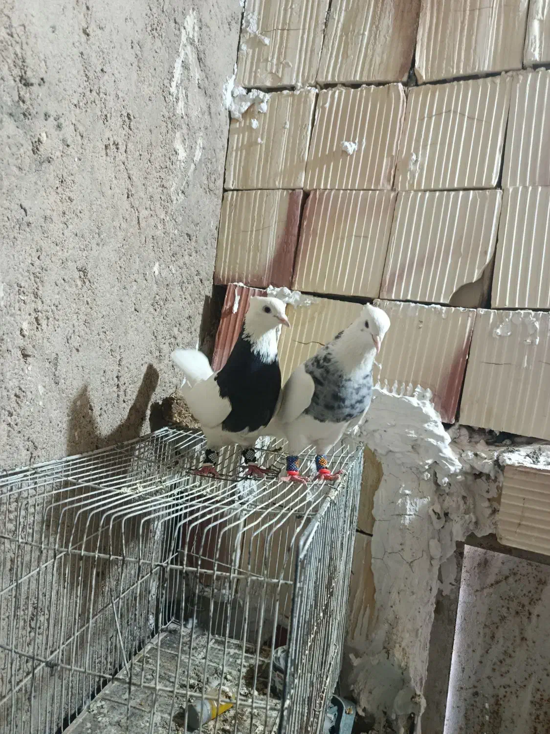 طوقی الماسی|پرنده|زابل, |دیوار