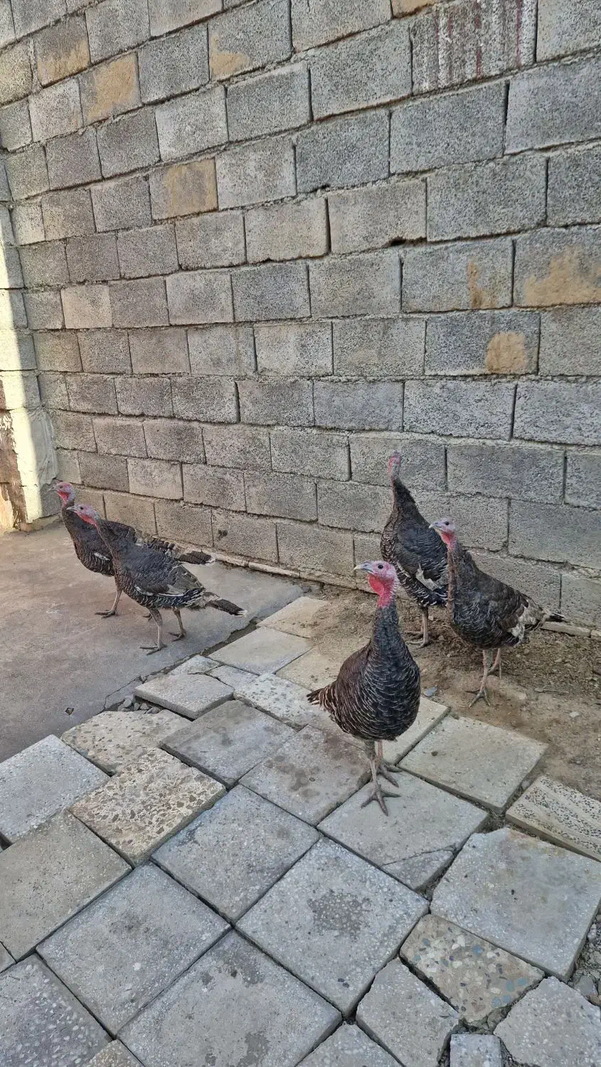 سلام وقت همگی بخیر|حیوانات مزرعه|گیان, |دیوار