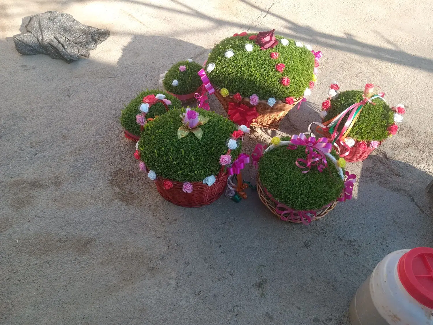 سبزه|گل و گیاه طبیعی|کنگاور, |دیوار