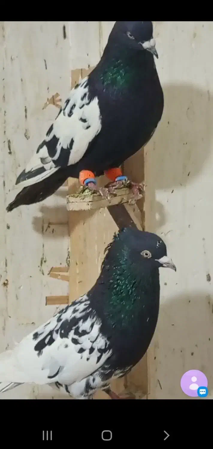 کفتر پرشی|پرنده|اسفراین, |دیوار