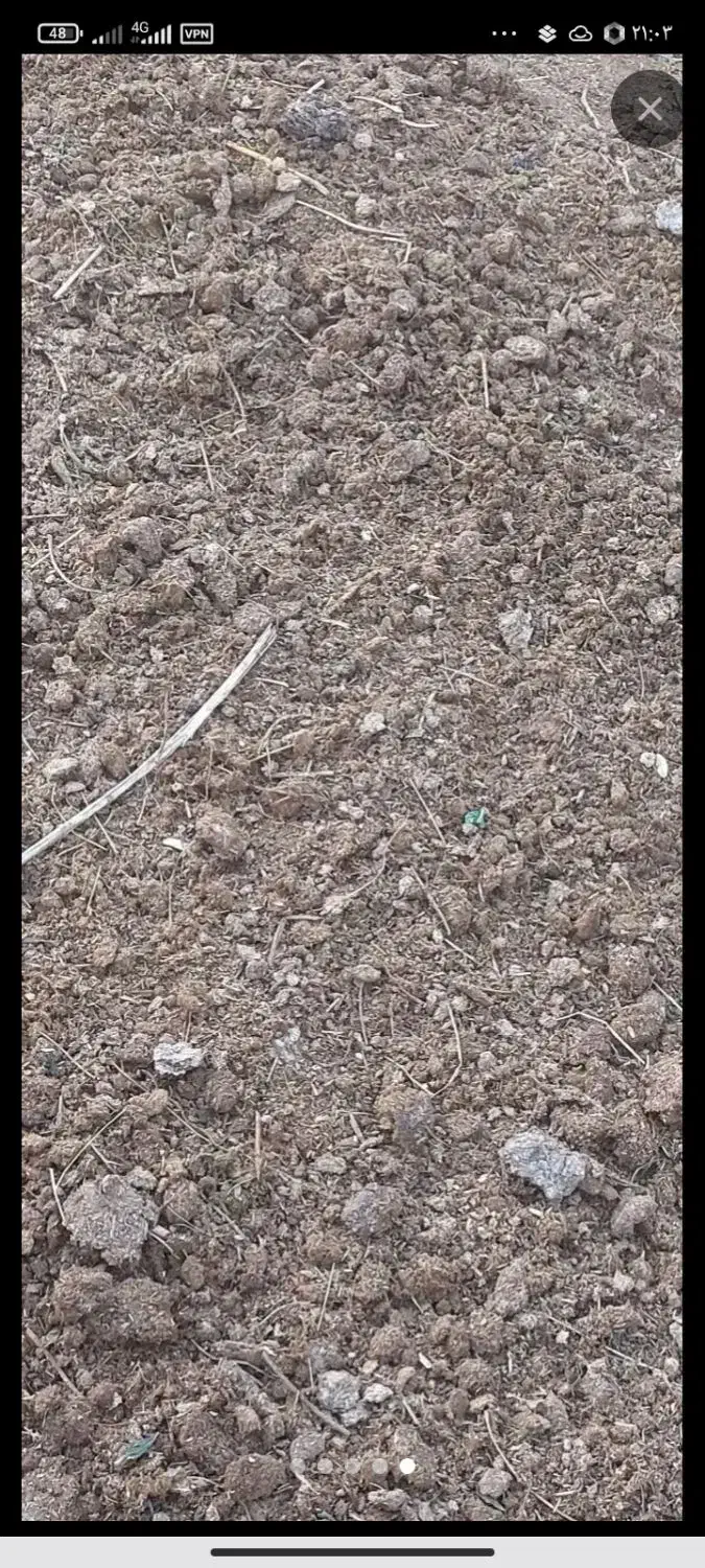 فروشی|گل و گیاه طبیعی|نوشین شهر, |دیوار