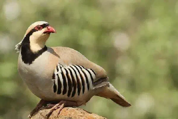 بلدرچین کوهی ،مرغ خروس عروس جوجه عروس هلندی|حیوانات مزرعه|مشهد, فاطمیه|دیوار