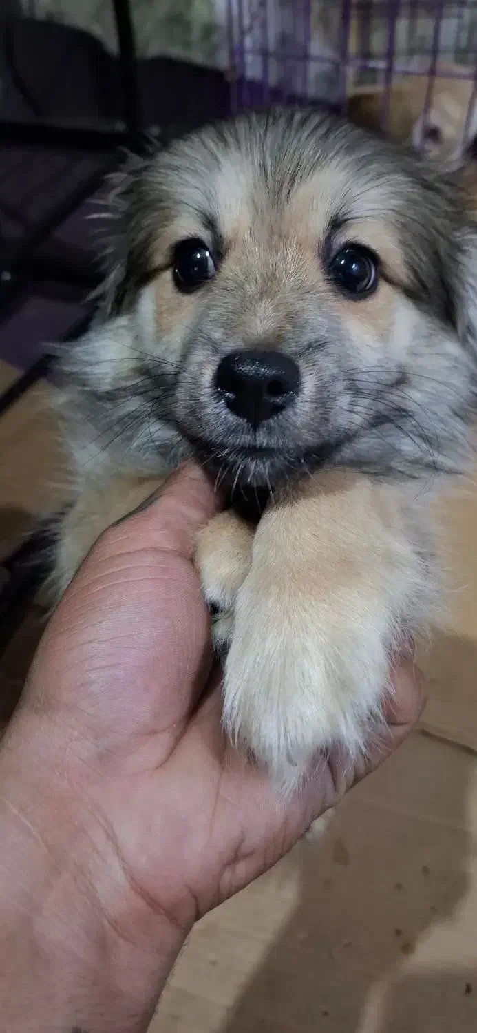 واگذاری|سگ|بندرعباس, |دیوار