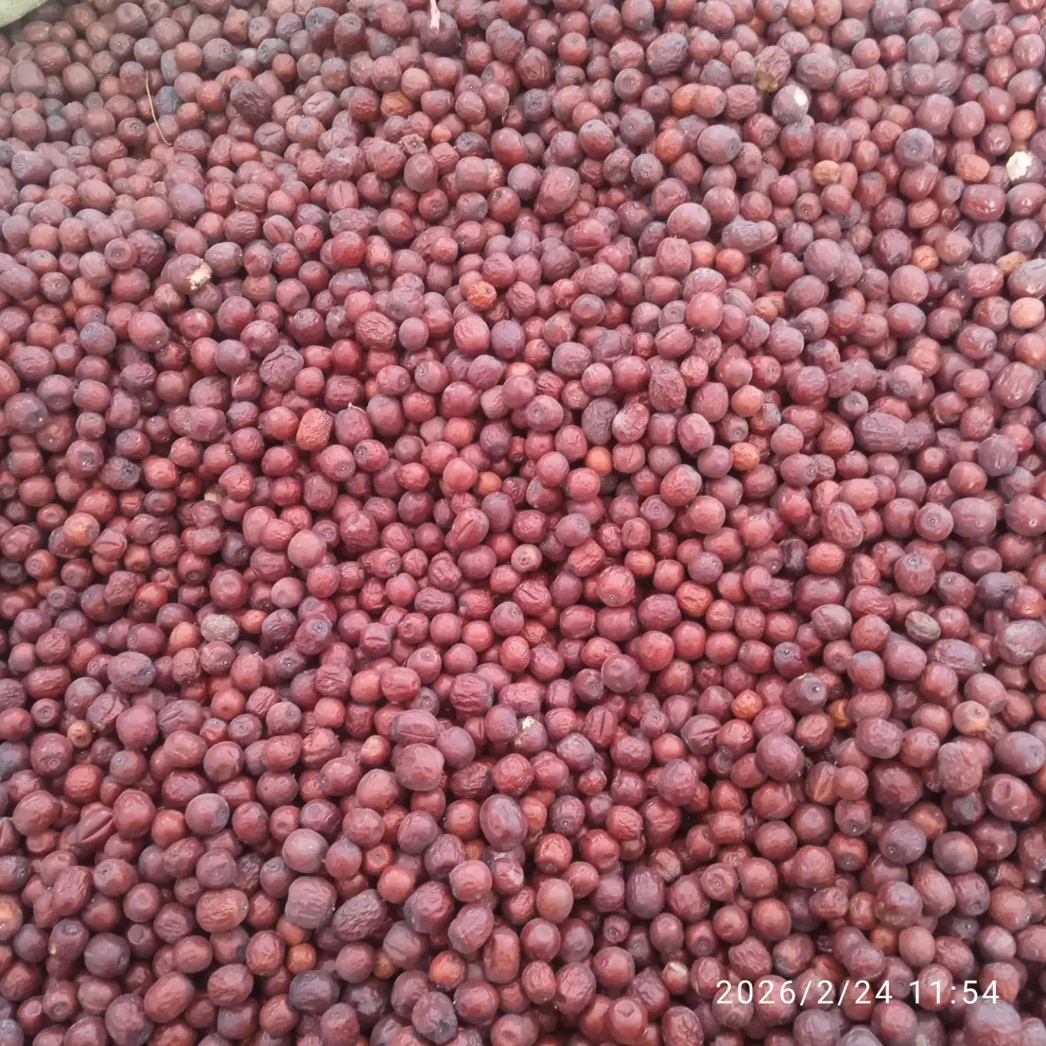 عناب|خوردنی و آشامیدنی|جلگه ماژان, |دیوار