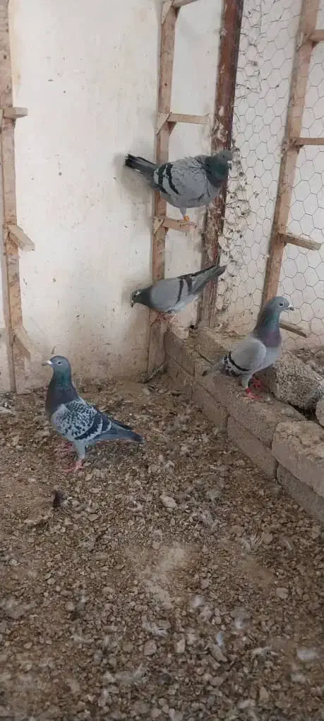 کبوتر پلاکی بشرط زدو خوردجفتی۴۰۰|پرنده|شیراز, اصلاح‌نژاد|دیوار