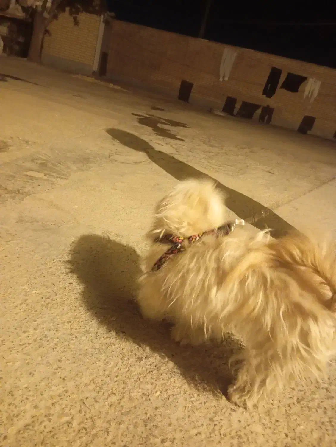 سگ پاکوتاه|سگ|بهبهان, |دیوار