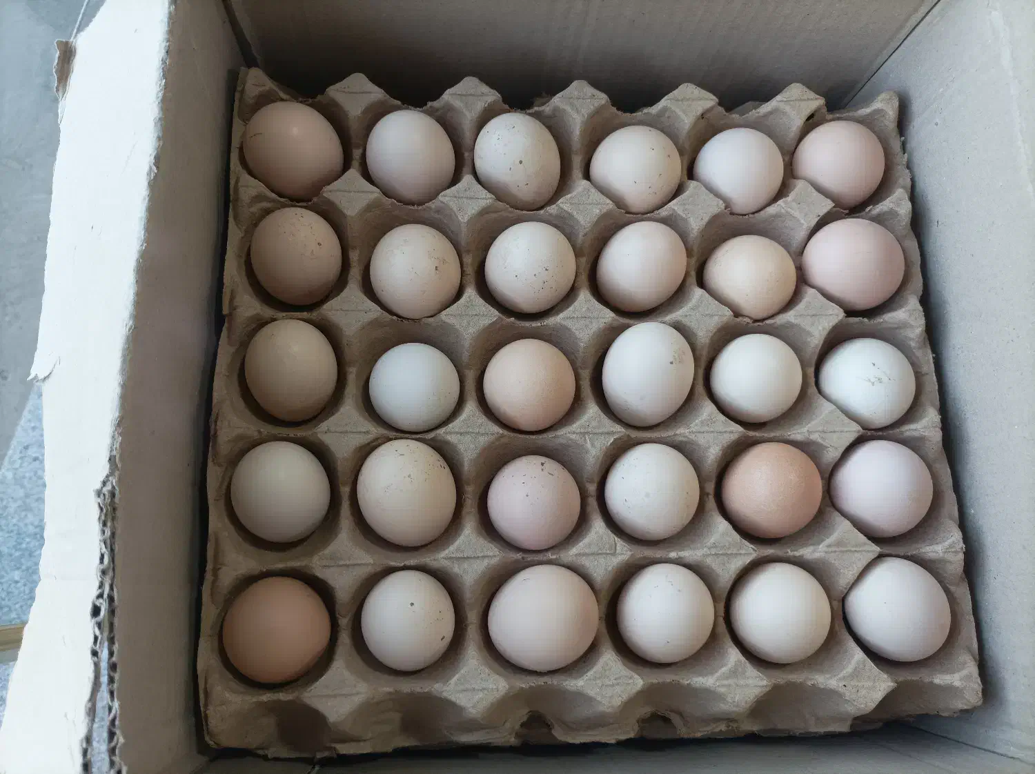 تخم مرغ رسمی|خوردنی و آشامیدنی|سنگر, |دیوار