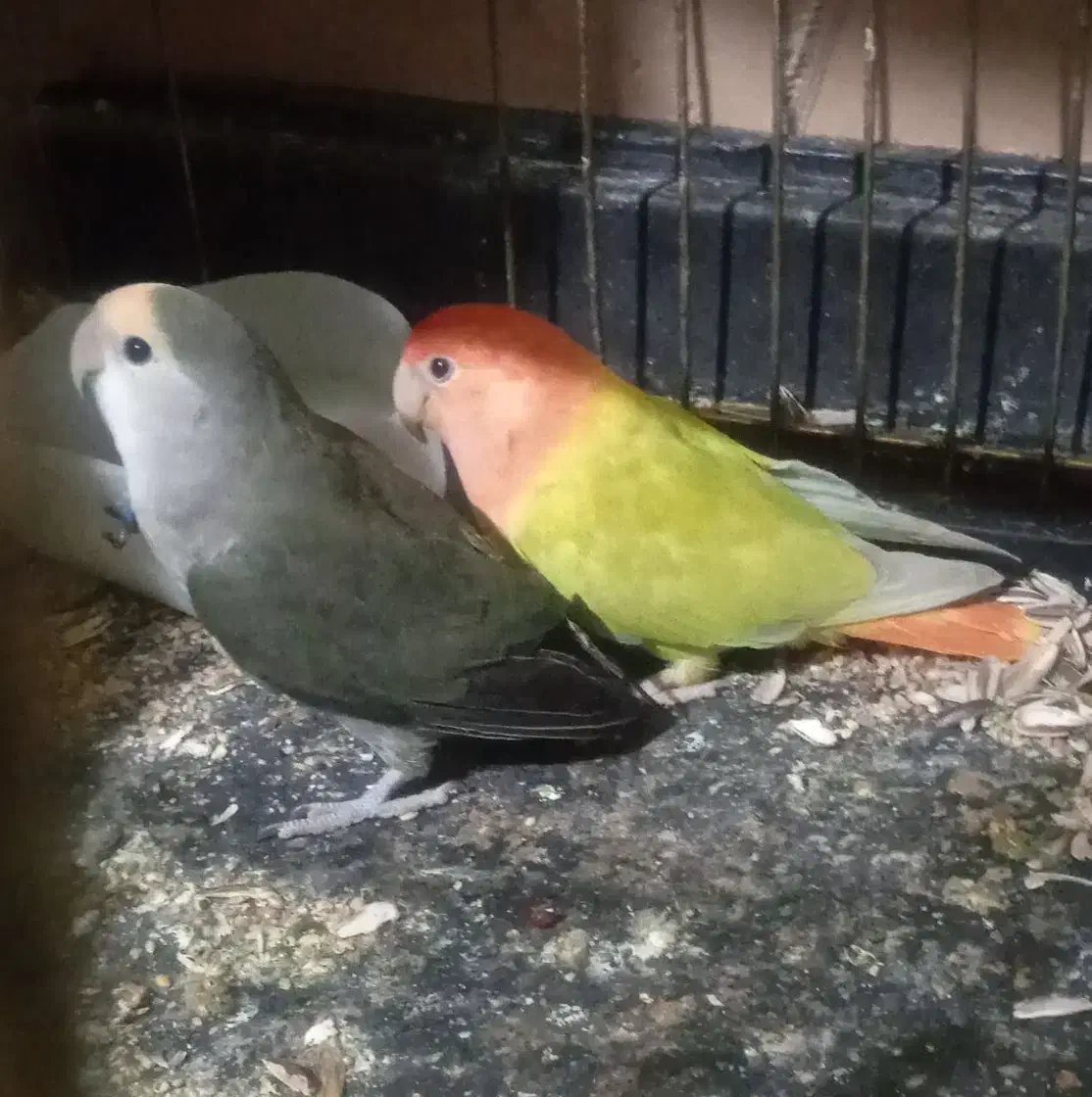 طوطی برزیلی|پرنده|سمیرم, |دیوار