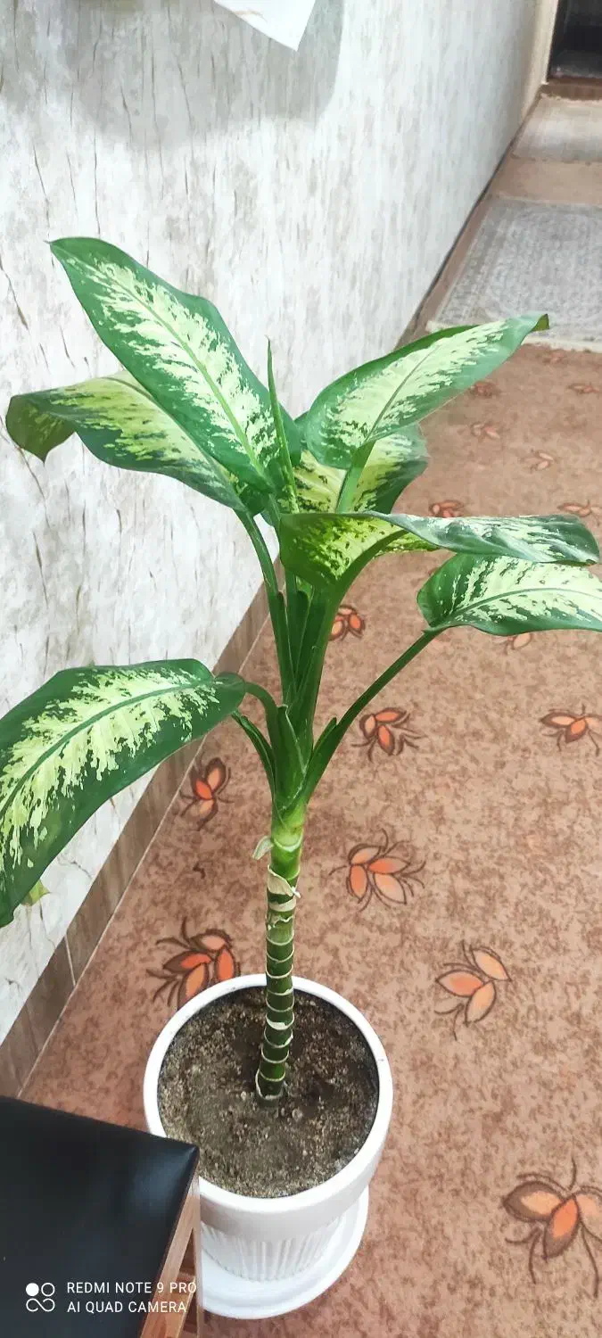 دیفن سالم شاداب باگلدون سرامیکی|گل و گیاه طبیعی|مسجد سلیمان, |دیوار