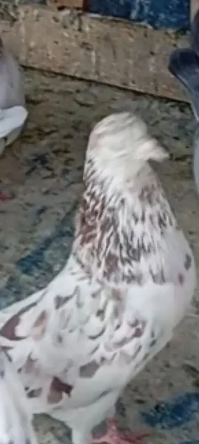 کبوتر|حیوانات|پاکدشت, پاکدشت (مامازند)|دیوار