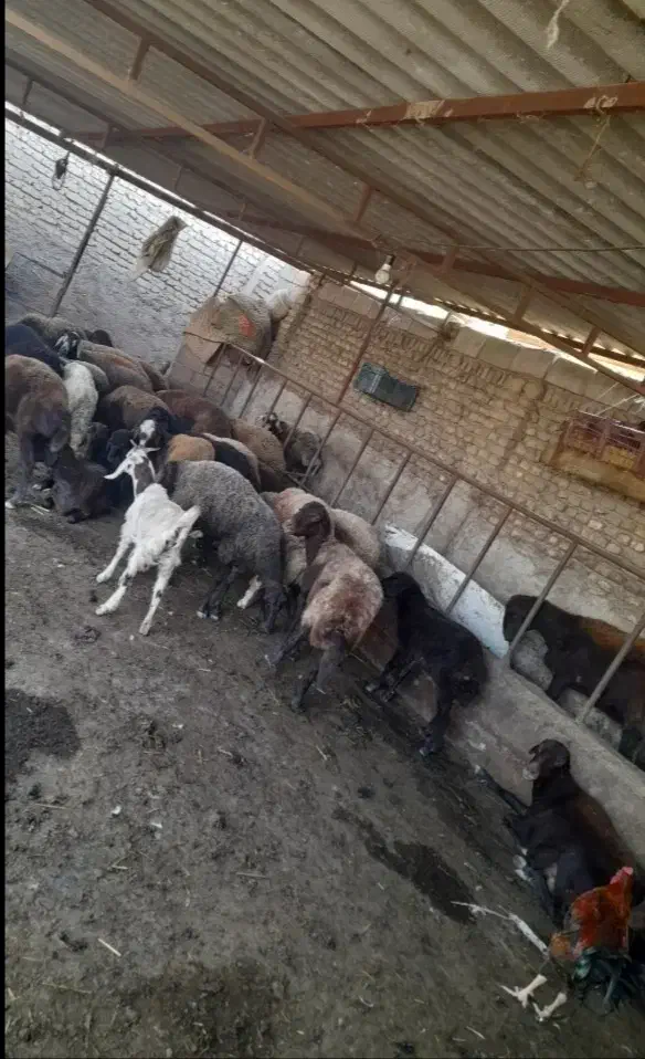 گوسفند|حیوانات مزرعه|سرخنکلاته, |دیوار