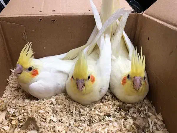 عروس هلندی|پرنده|دوگنبدان, |دیوار