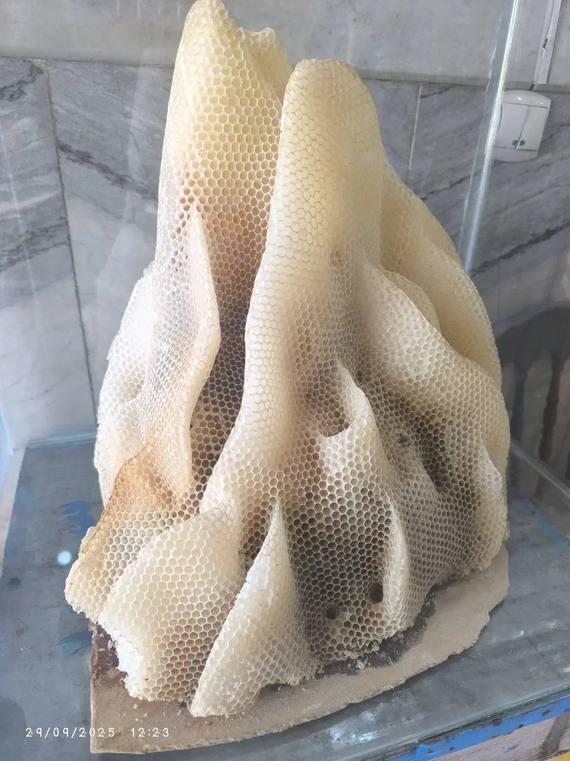 عسل طبیعی|خوردنی و آشامیدنی|نجفآباد, سعدی|دیوار