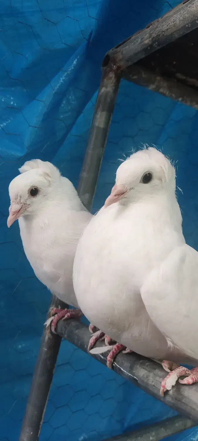 کبوتر|پرنده|قم, الغدیر|دیوار