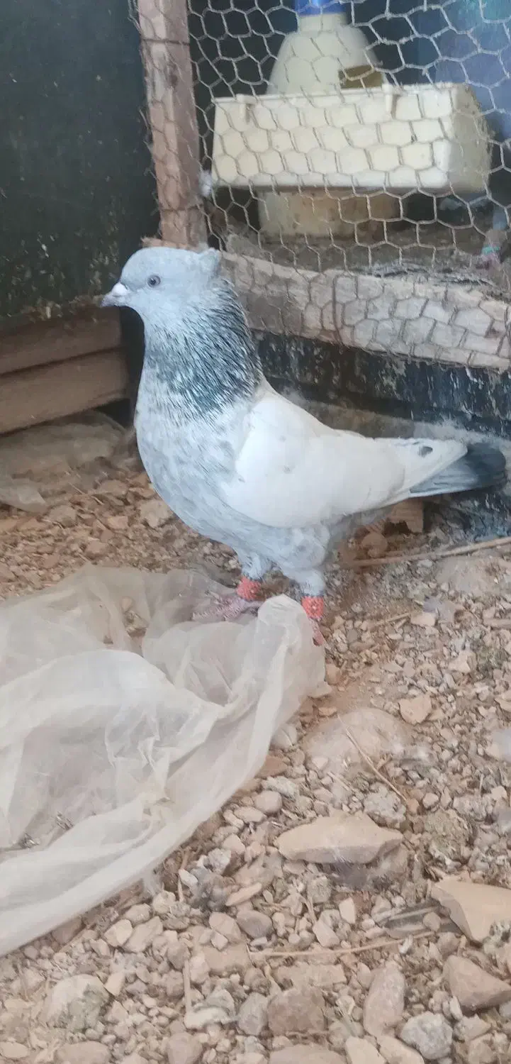 کبوتر سینه سبز|پرنده|شیراز, داریون|دیوار