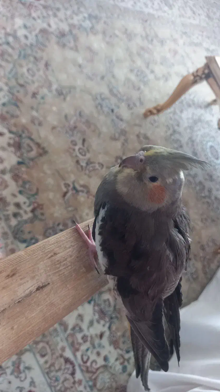 گمشده|حیوانات|مشهد, قائم|دیوار