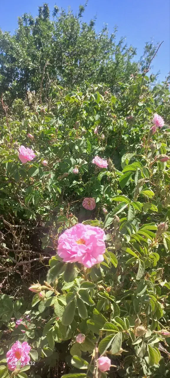 باغ گل محمدی|فروش زمین و ملک کلنگی|کاشان, فاز ۱ ناجی آباد|دیوار