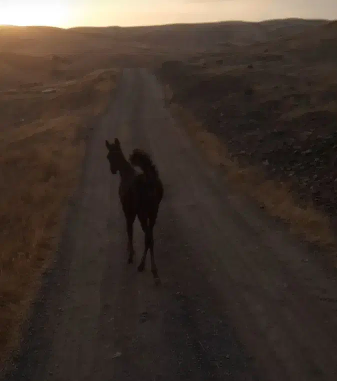 حیوان|اسب و تجهیزات اسبسواری|سنندج, |دیوار