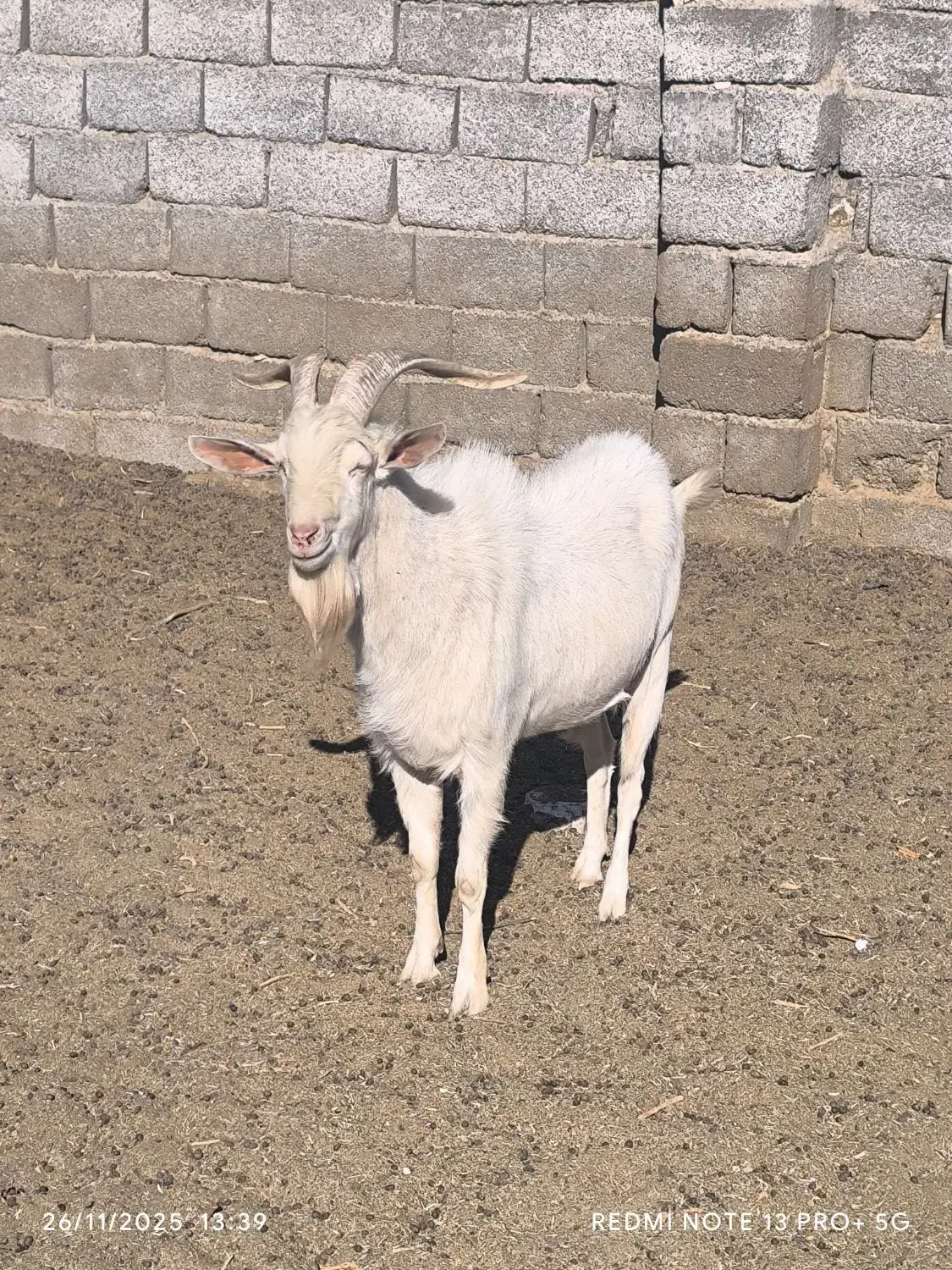 نره بز سانن|حیوانات مزرعه|سیرجان, |دیوار