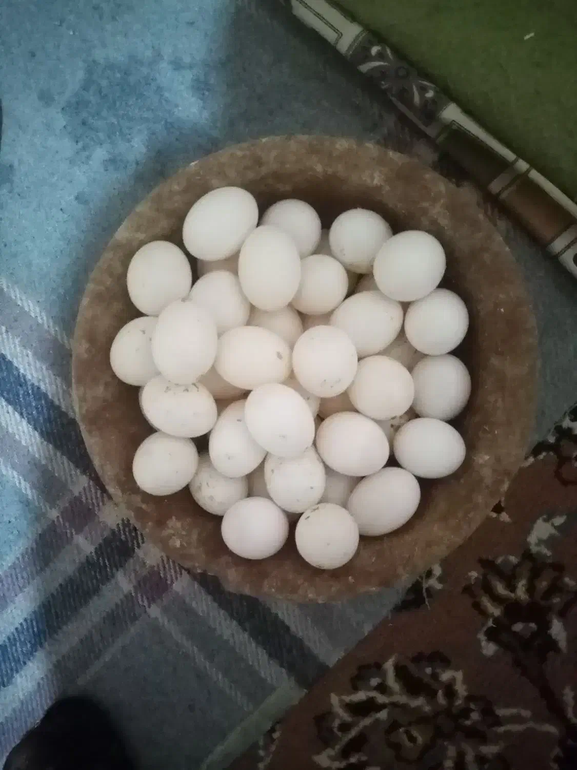 تخم کبوتر تازه|حیوانات مزرعه|شاهینشهر, مورچه خورت|دیوار